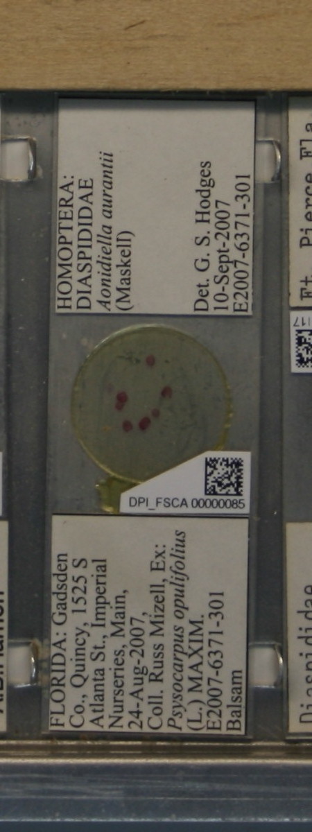 Aonidiella aurantii thumbnail